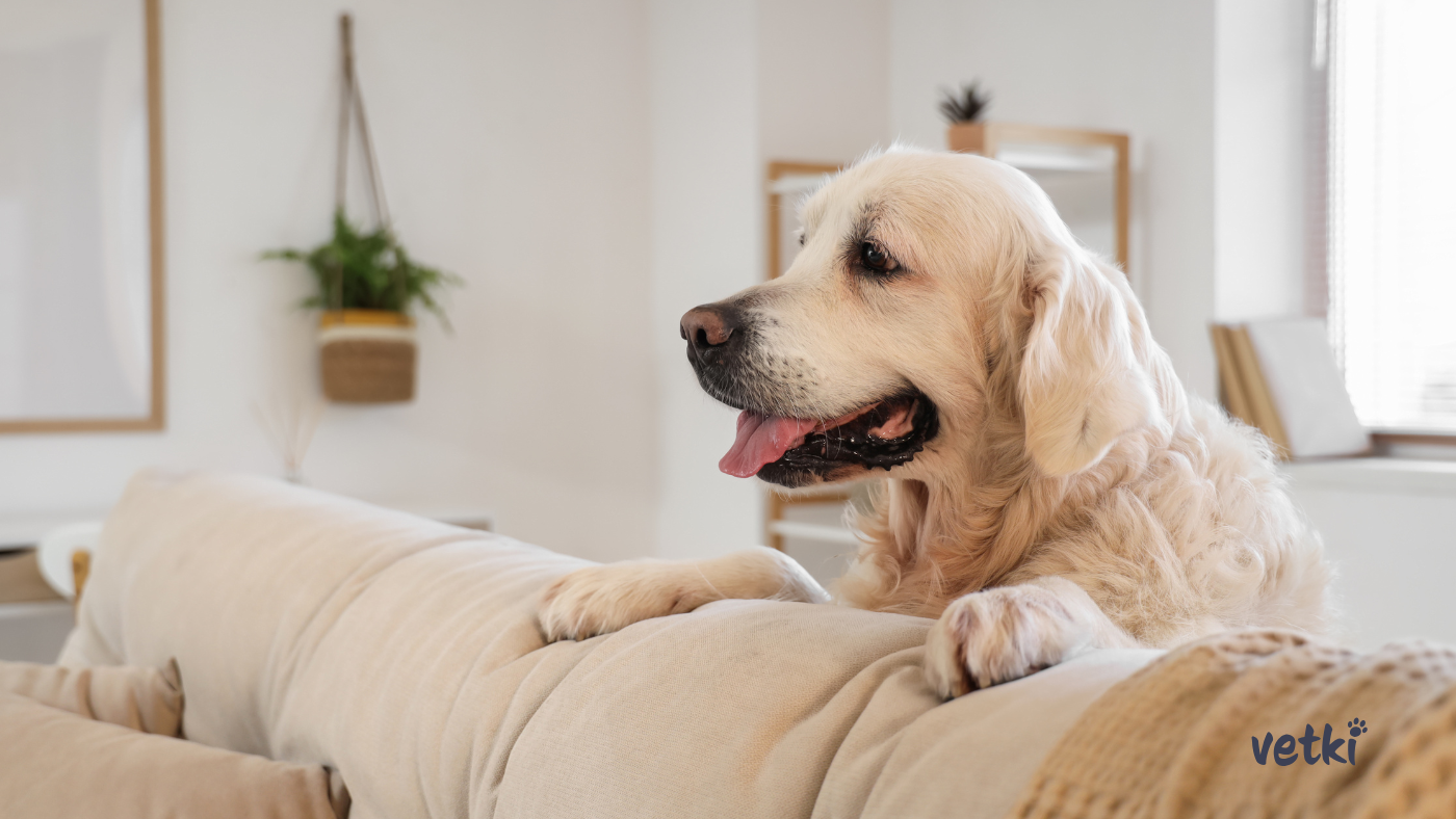 spokojený pes s ošetřenými tlapkami doma